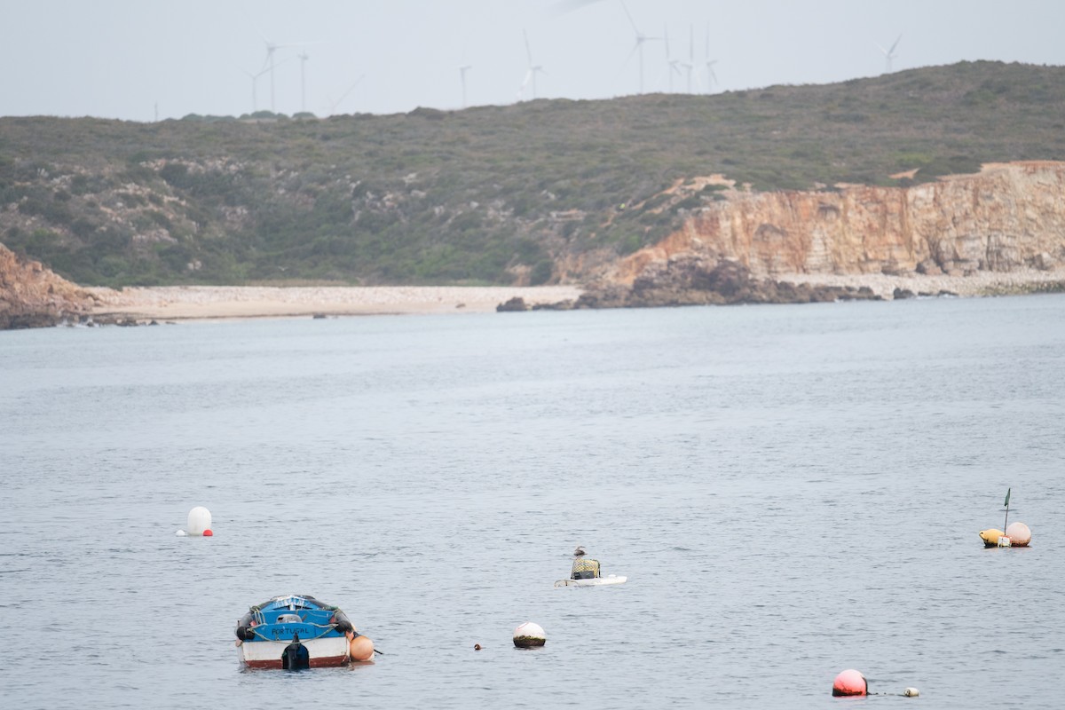 Сула червононога - ML647104987