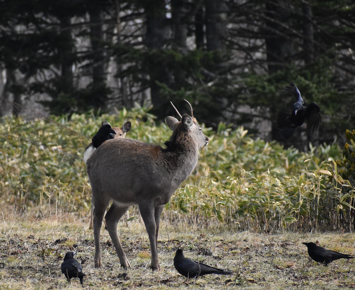 Large-billed Crow (Large-billed) - ML647104988