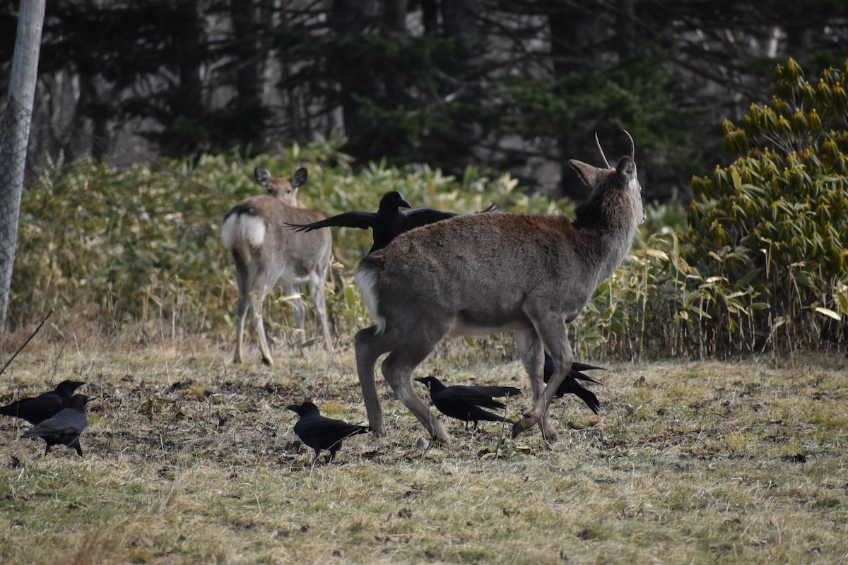 Large-billed Crow (Large-billed) - ML647104989