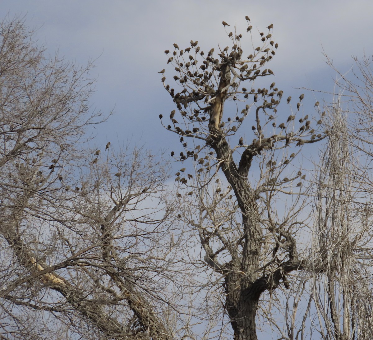 Красноплечий трупиал - ML647104994
