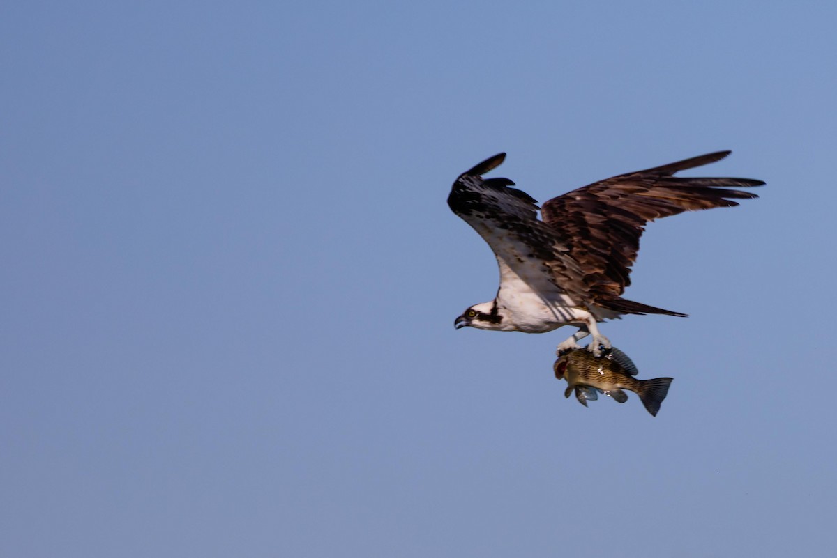 Osprey - ML647105000