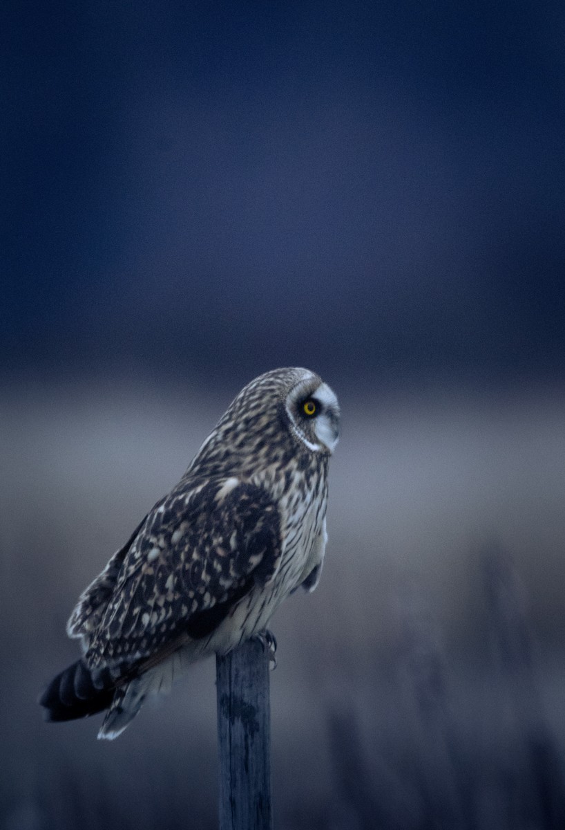 Хулгар гуйванга - ML647105011