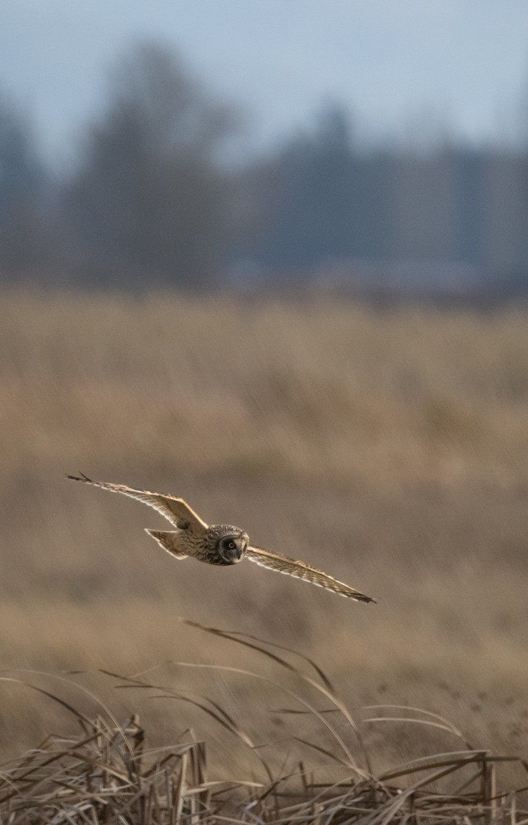 Хулгар гуйванга - ML647105012