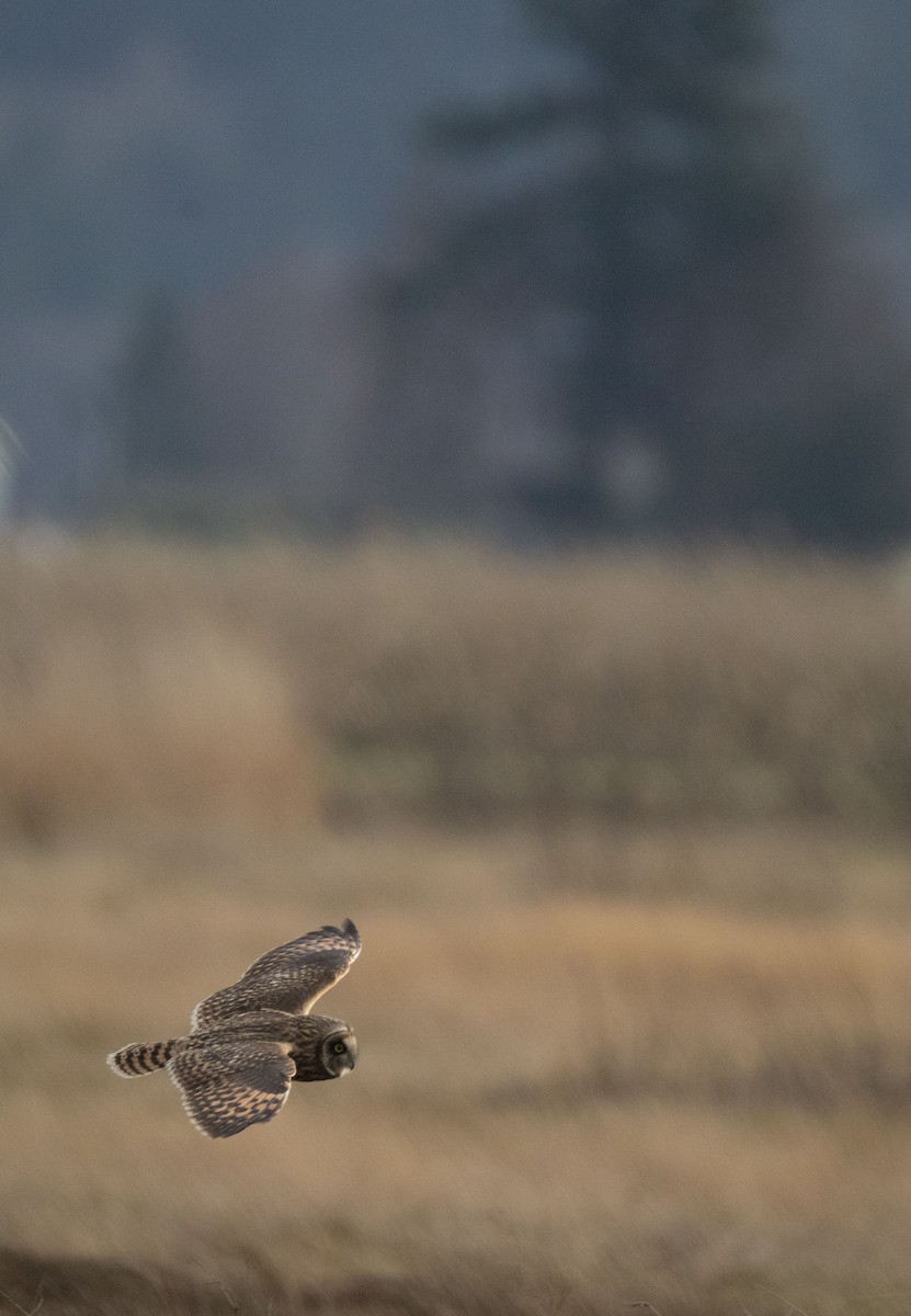 Хулгар гуйванга - ML647105013