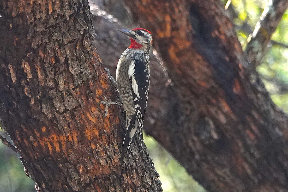 Red-naped Sapsucker - ML647105014