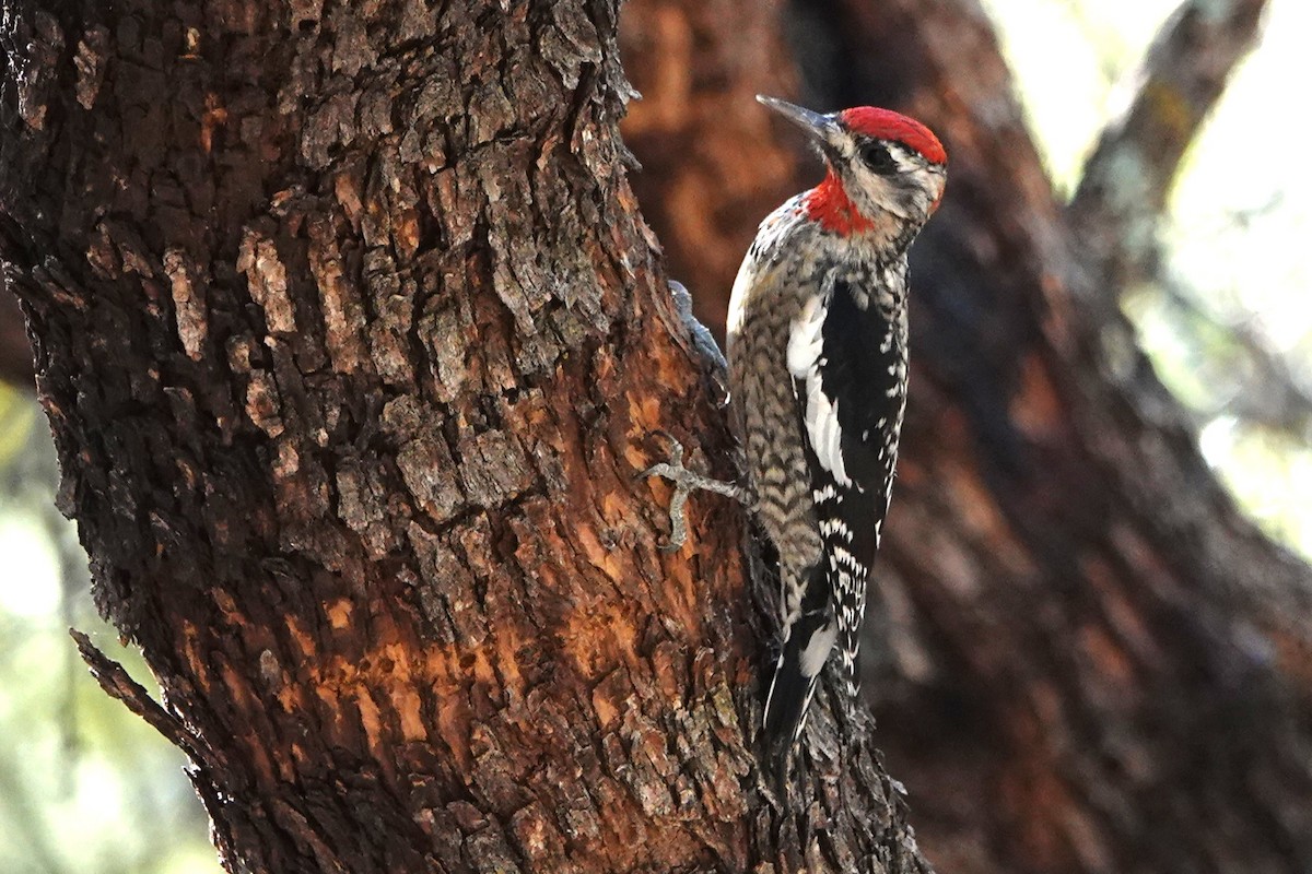Red-naped Sapsucker - ML647105015