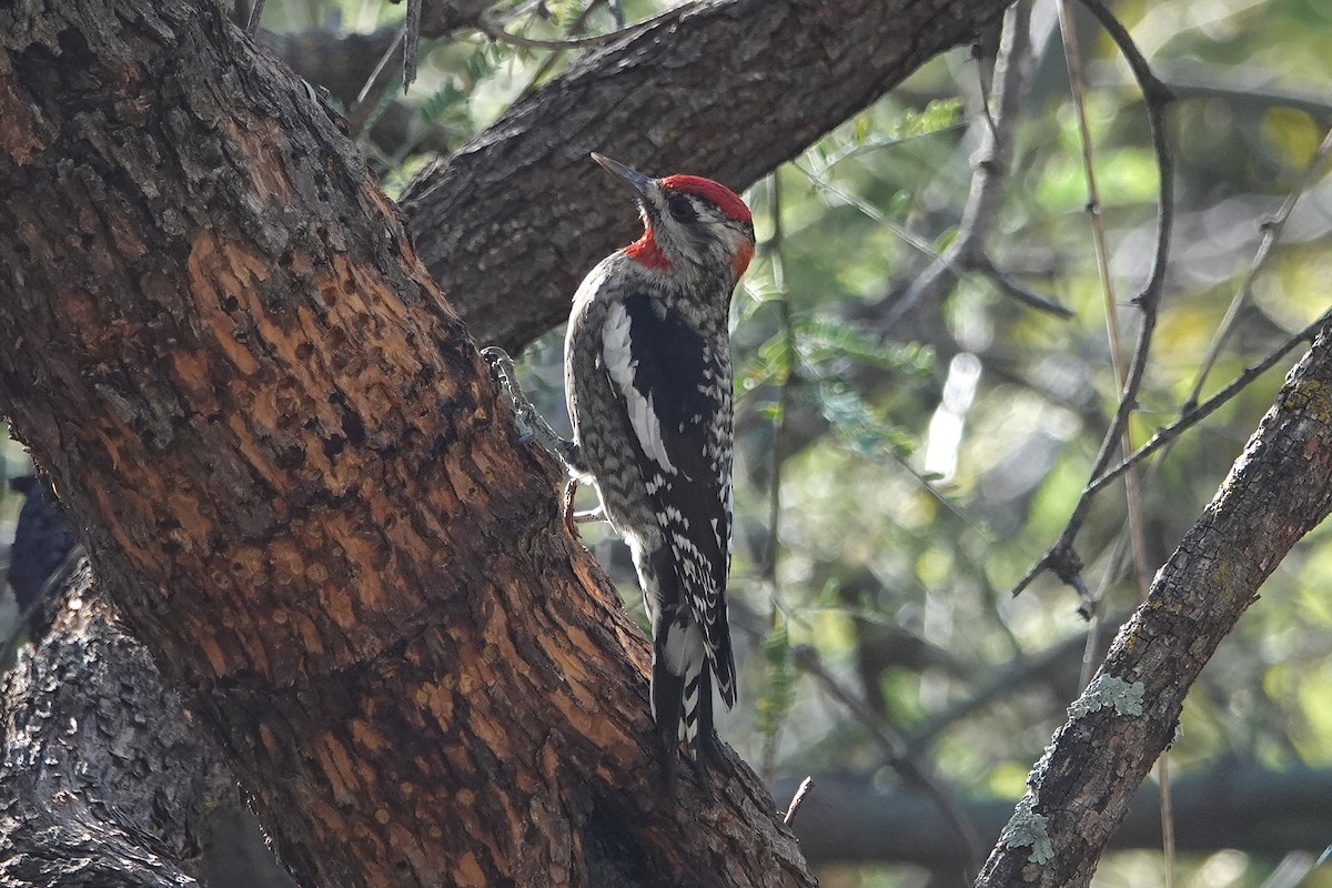Red-naped Sapsucker - ML647105016