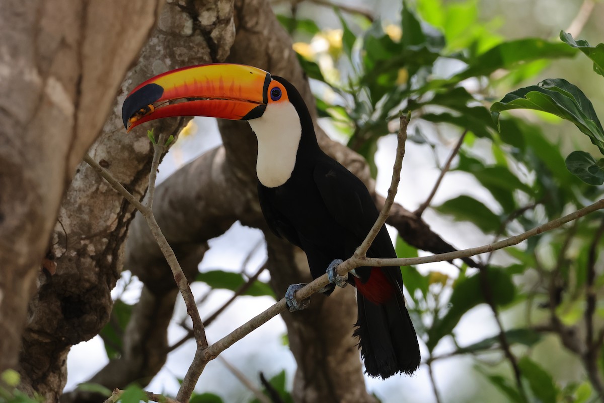 Toco Toucan - ML647105017