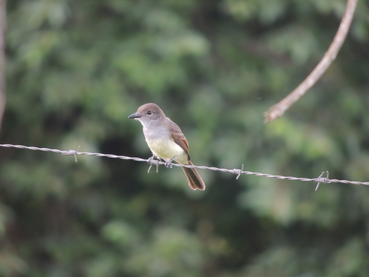 Short-crested Flycatcher - ML647105019