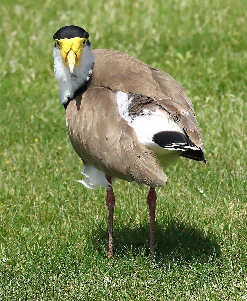 Masked Lapwing (Black-shouldered) - ML647105022