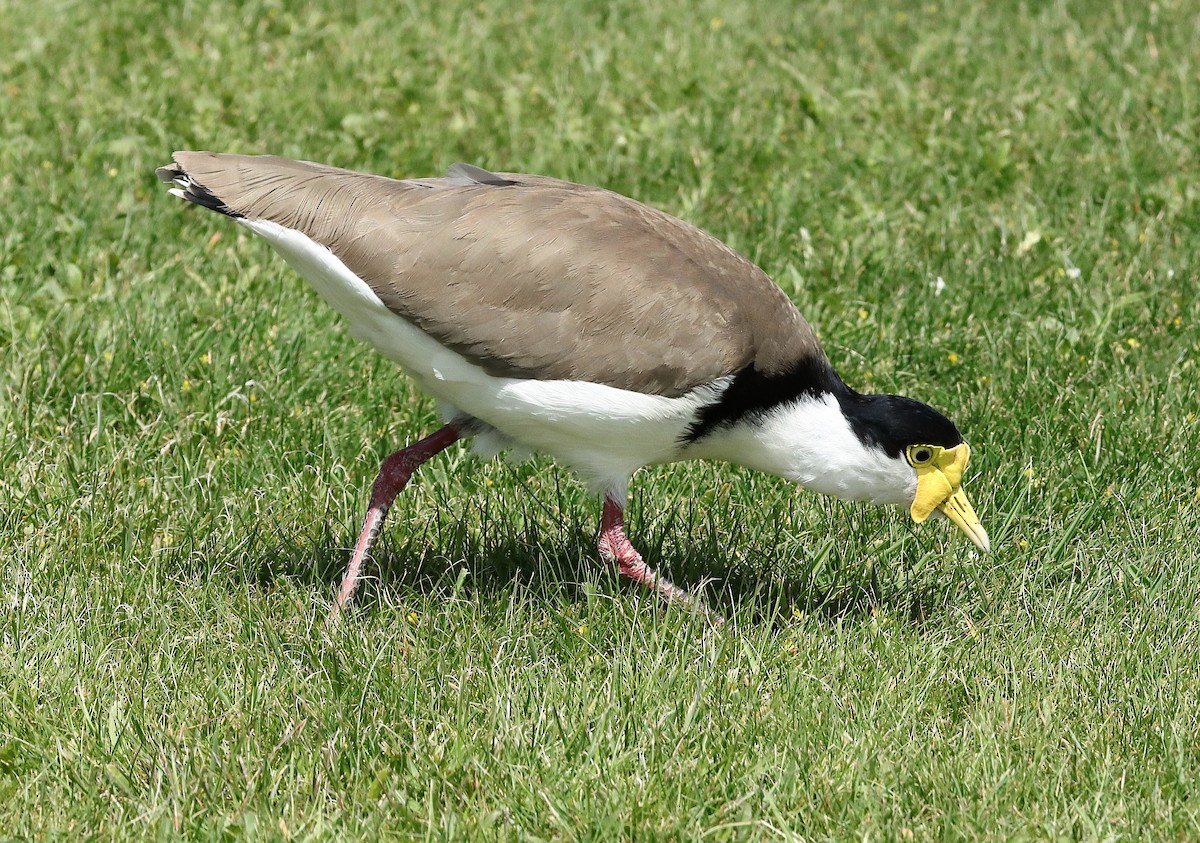 Masked Lapwing (Black-shouldered) - ML647105023