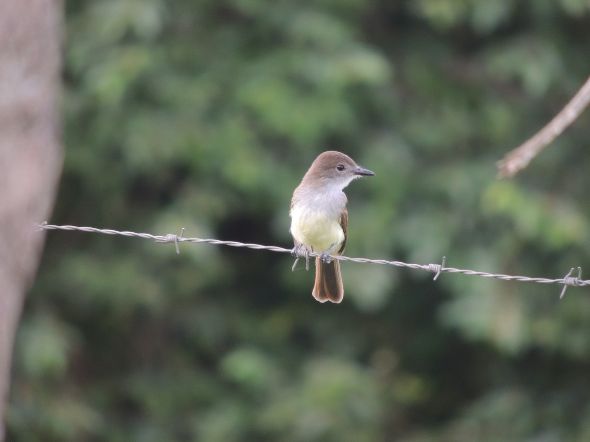 Short-crested Flycatcher - ML647105045