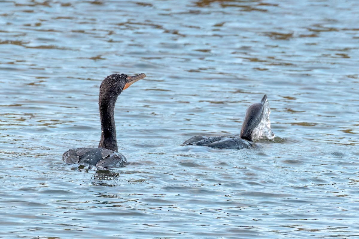 Double-crested Cormorant - ML647105046
