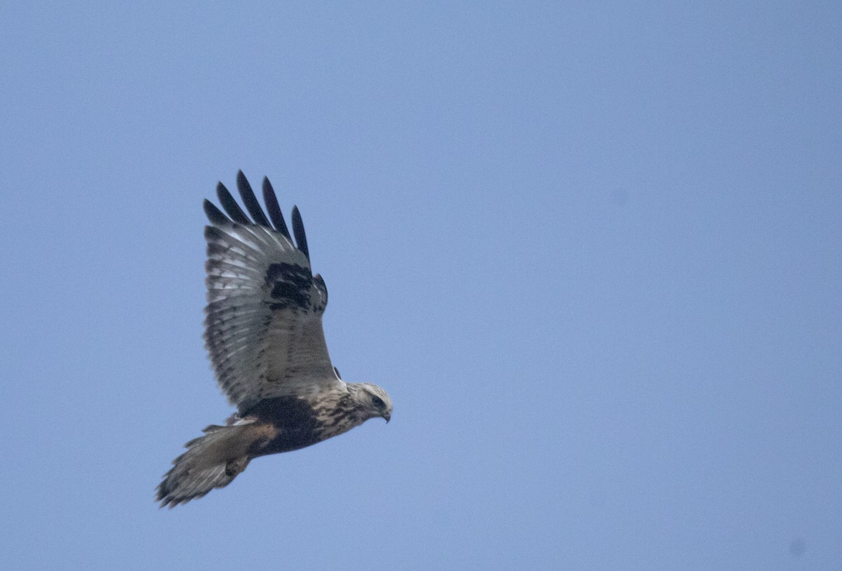 Тарлан сар - ML647105049