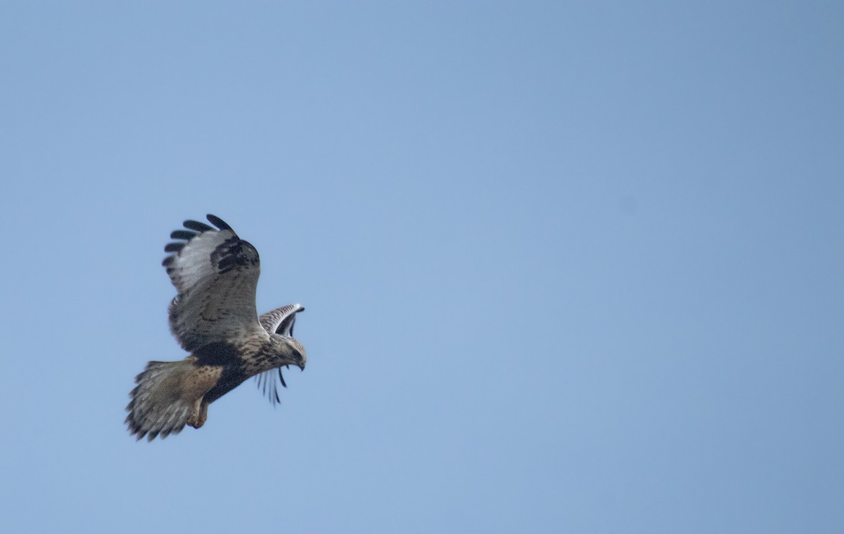Тарлан сар - ML647105050