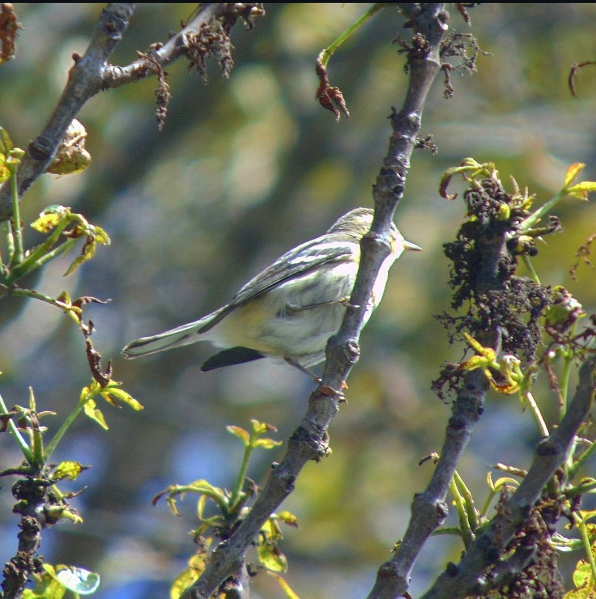 Cinereous Conebill - ML647105052