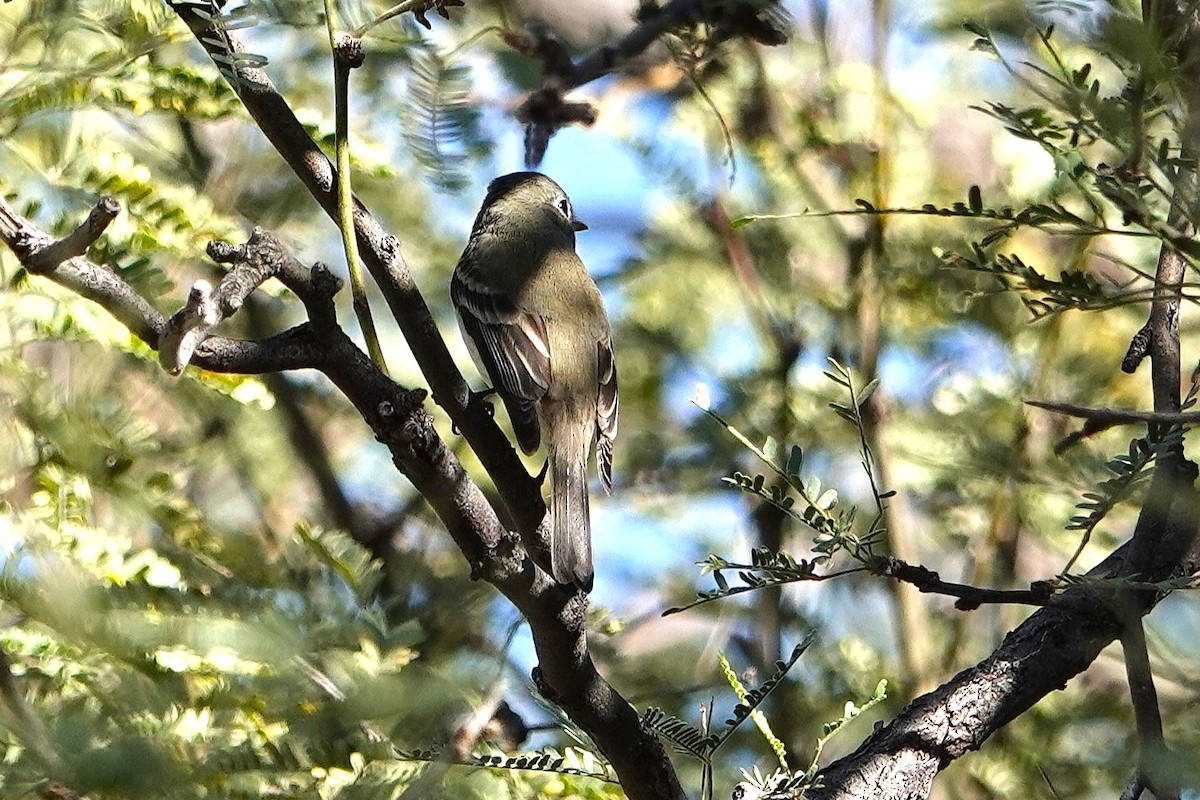Hammond's Flycatcher - ML647105053