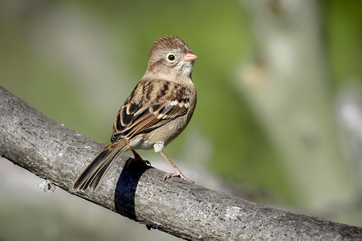 Field Sparrow - ML647105061