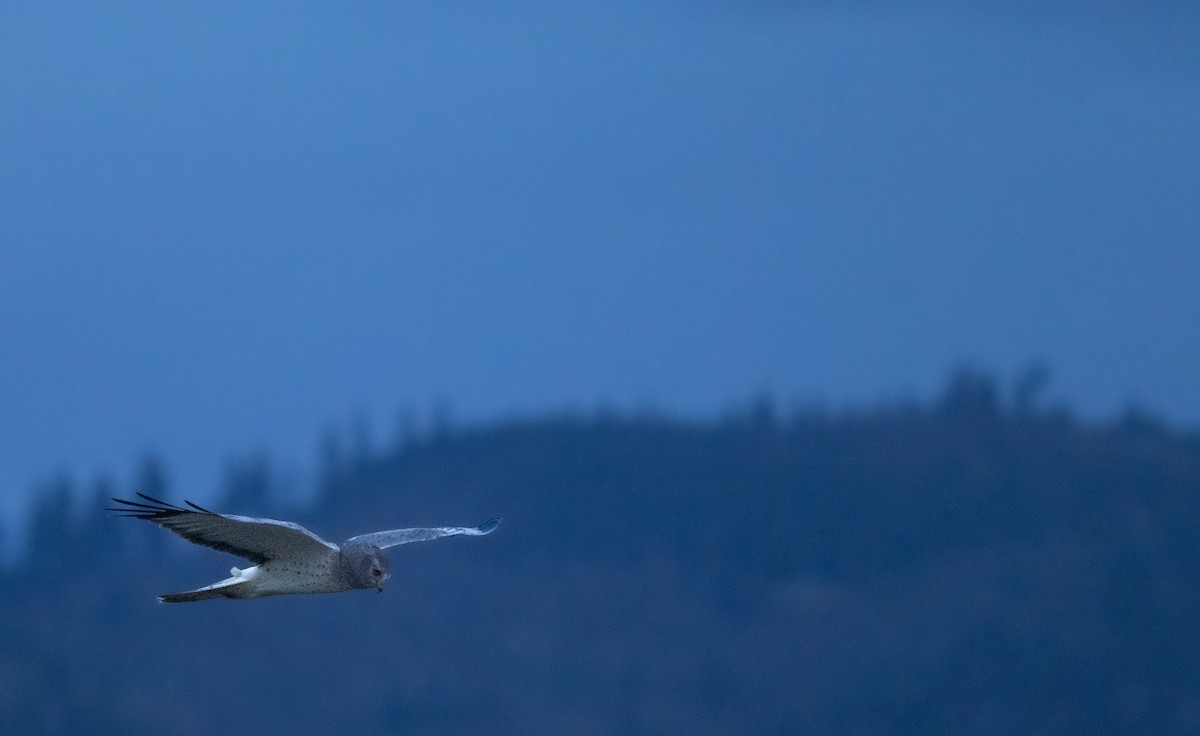 Northern Harrier - ML647105064