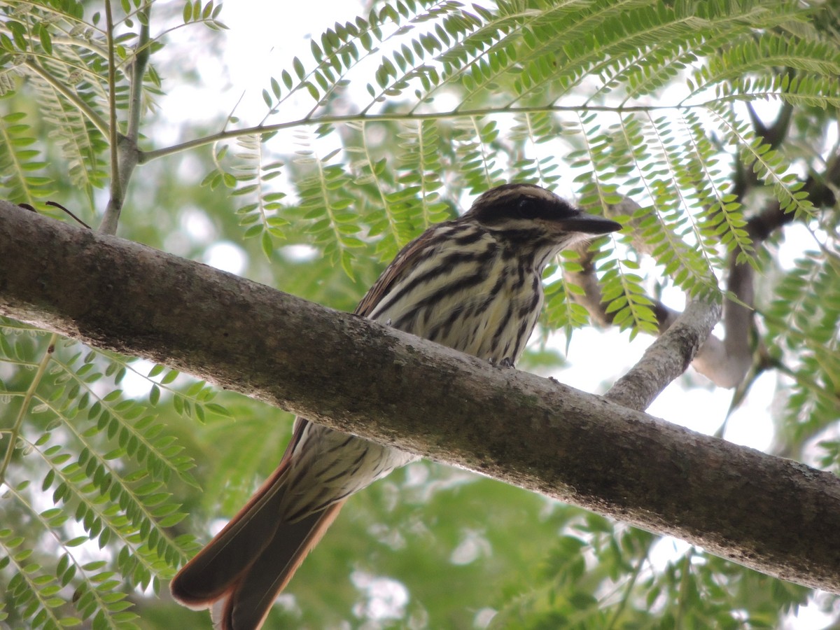 Streaked Flycatcher - ML647105066