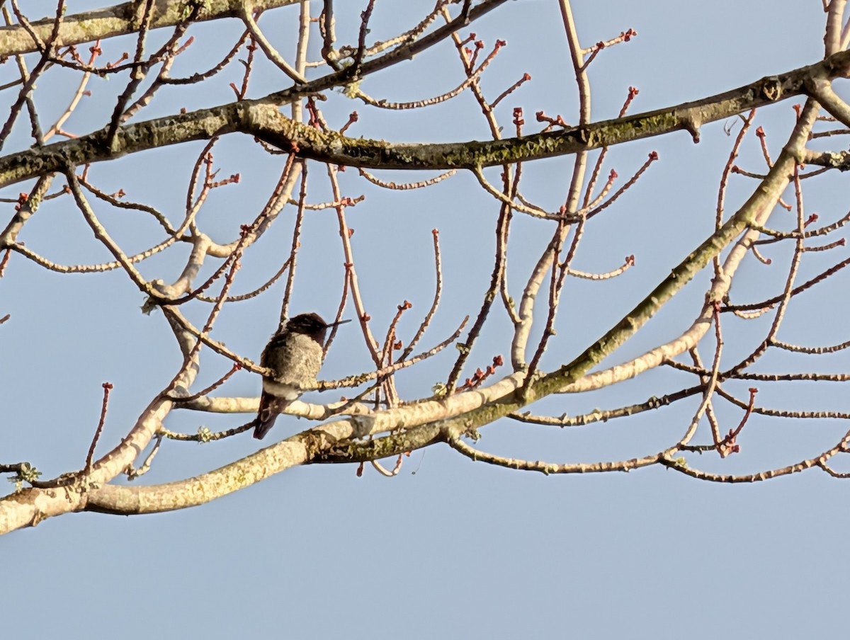 Anna's Hummingbird - ML647105070