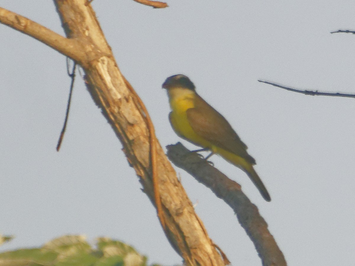 Boat-billed Flycatcher - ML647105072