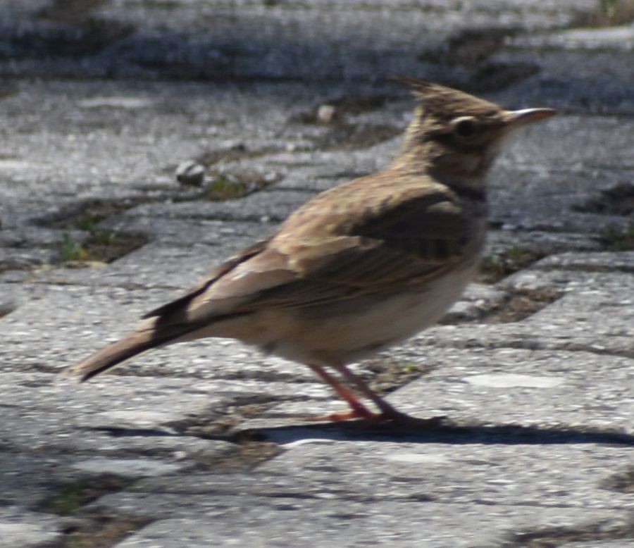 Crested Lark - ML647105080