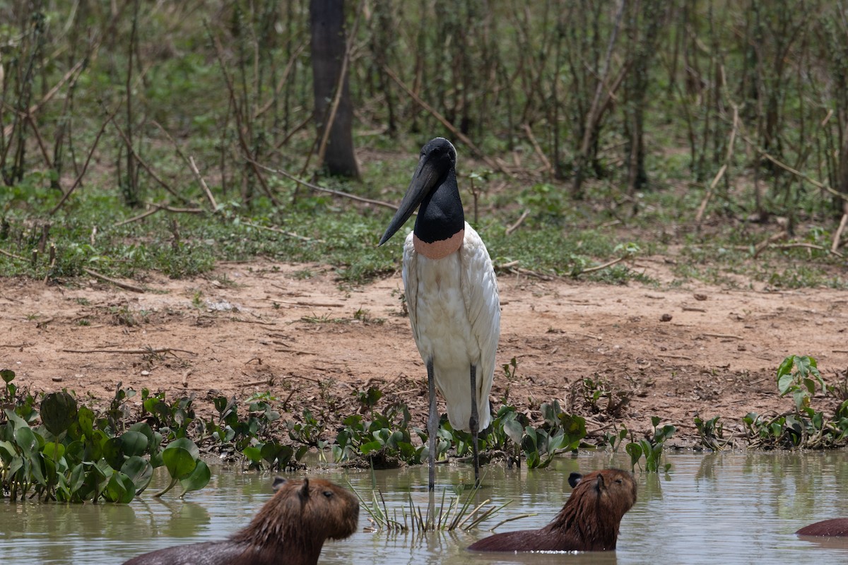 Jabiru - ML647105081