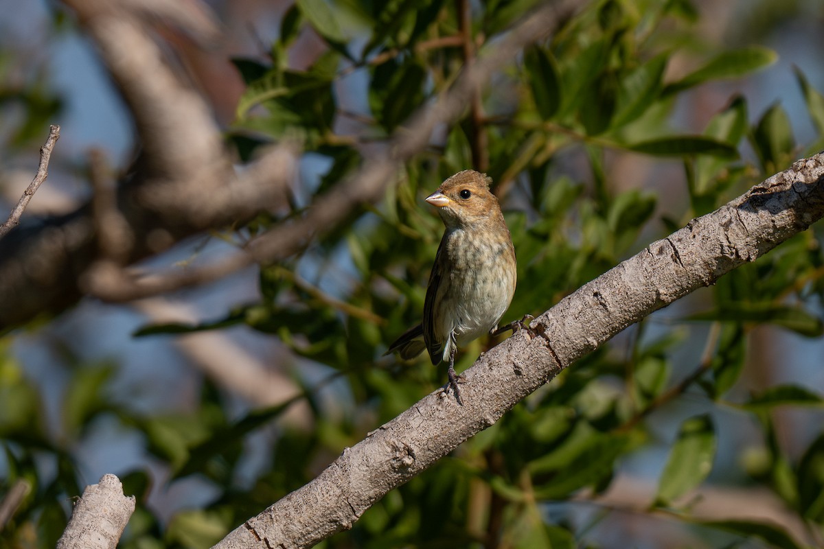 Indigo Bunting - ML647105082