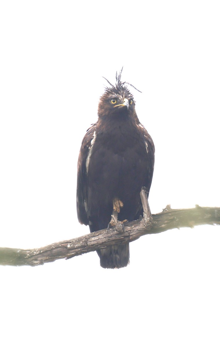 toppørn - ML647105091