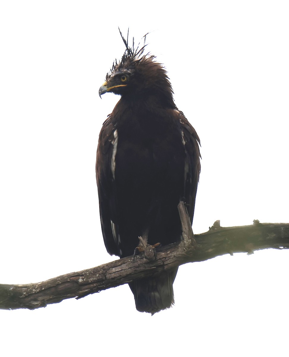 toppørn - ML647105092