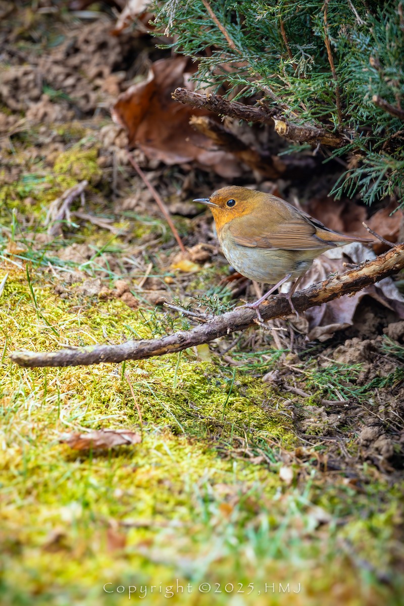 Japanese Robin - ML647105093