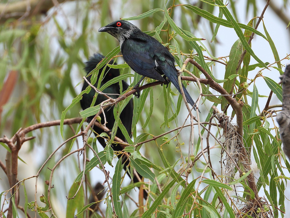 špaček lesklý - ML647105109