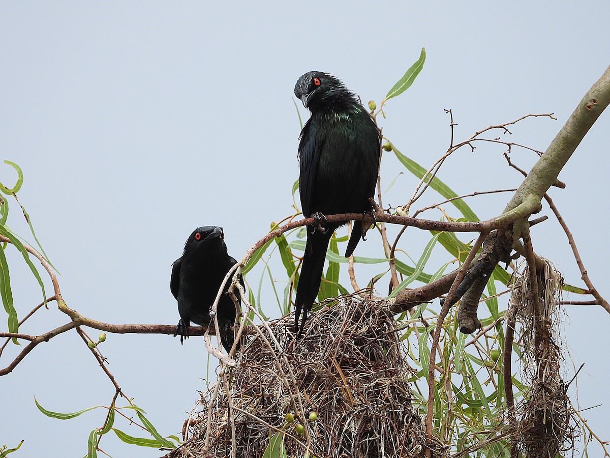 špaček lesklý - ML647105113