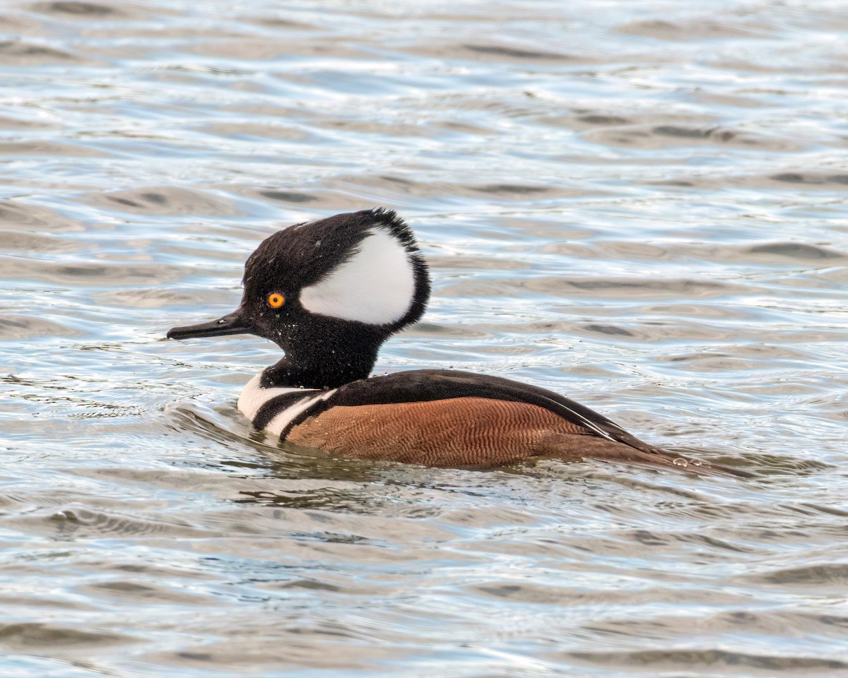 Hooded Merganser - ML647105114