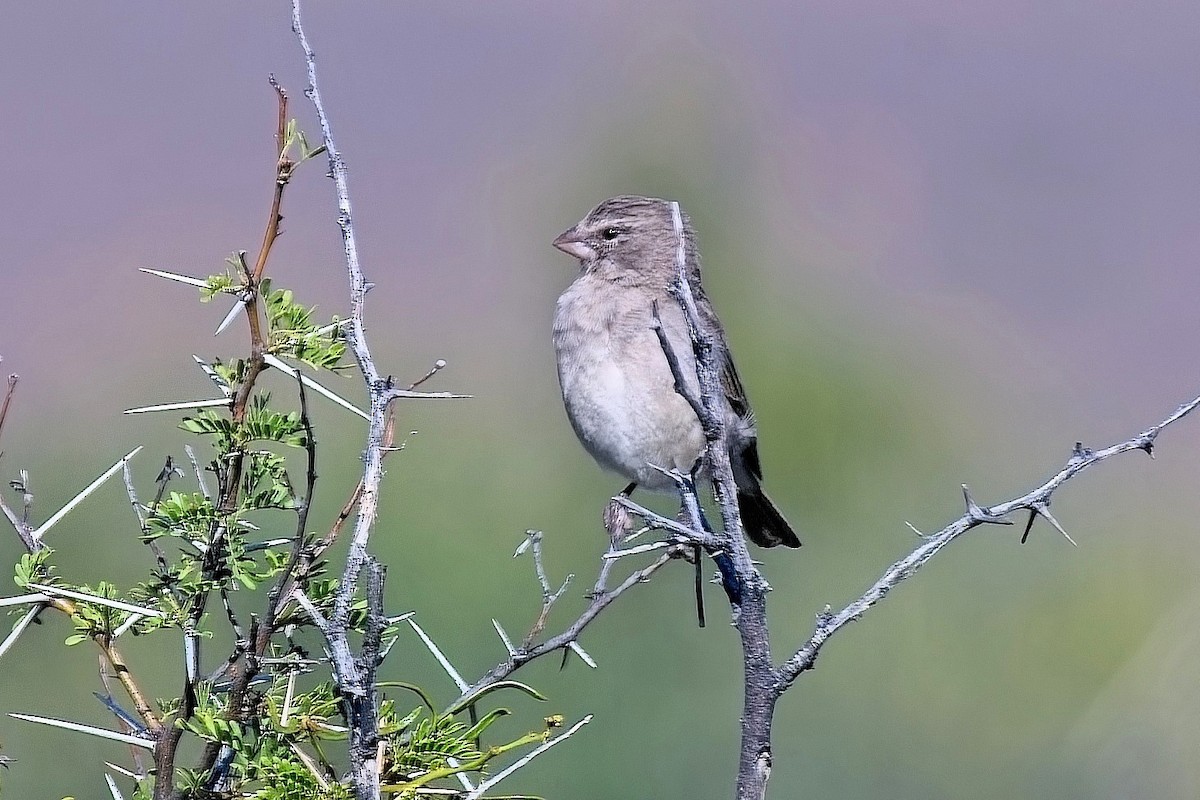 White-throated Canary - ML647105115