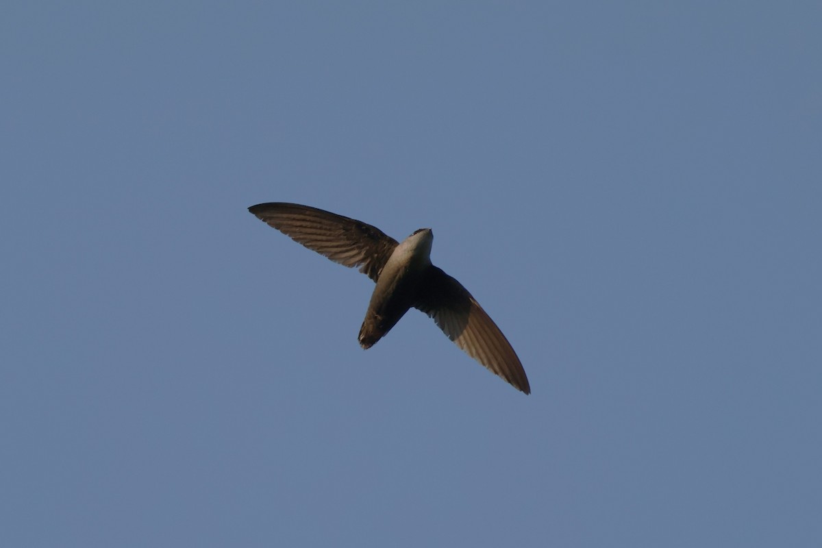 Chimney Swift - ML647105117