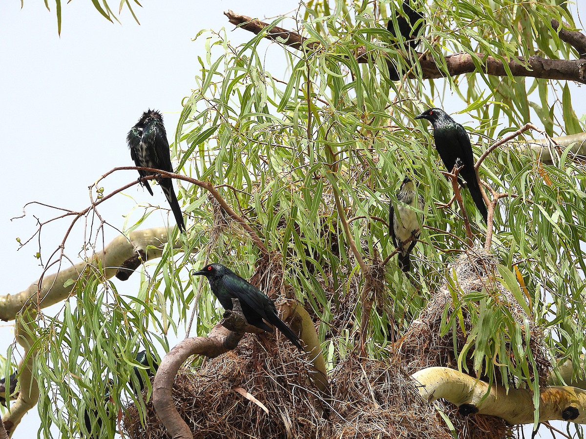 špaček lesklý - ML647105119