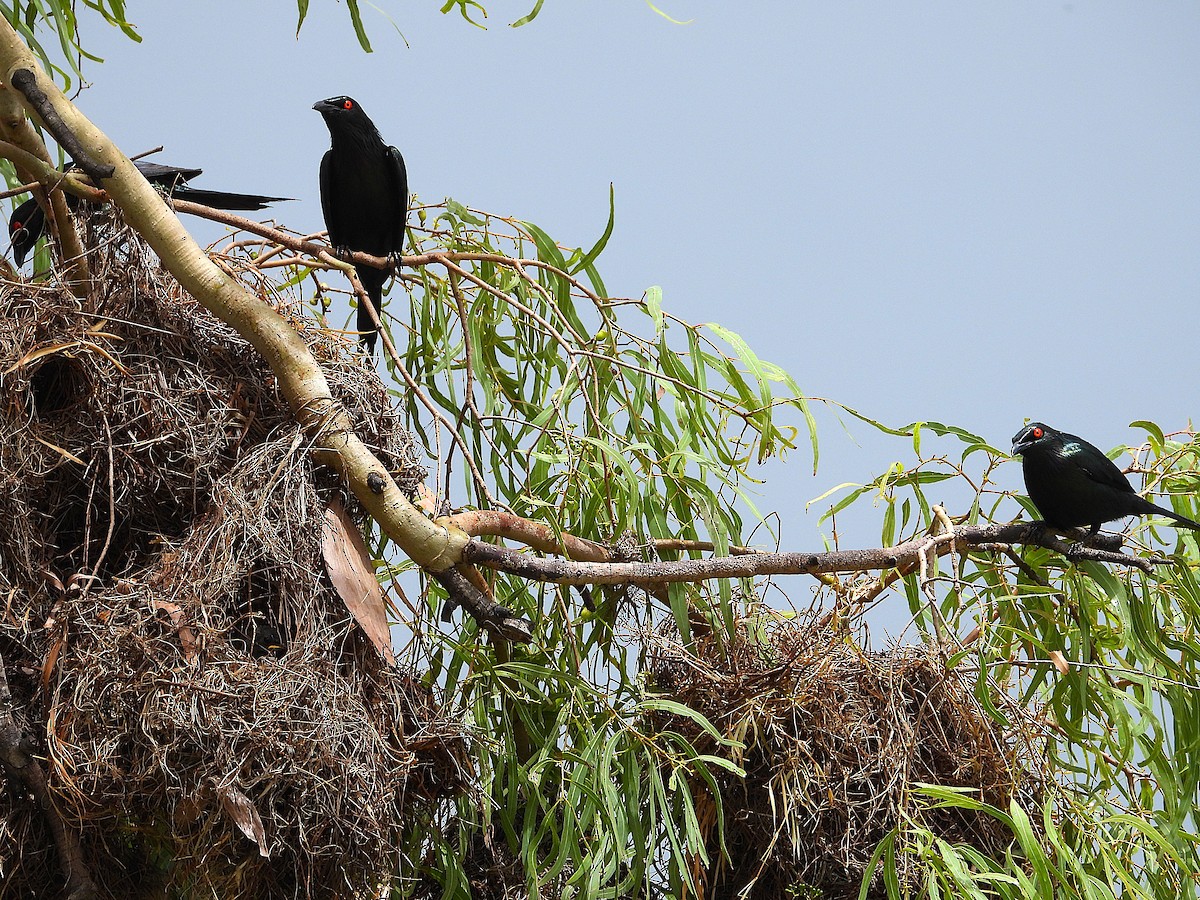 špaček lesklý - ML647105122