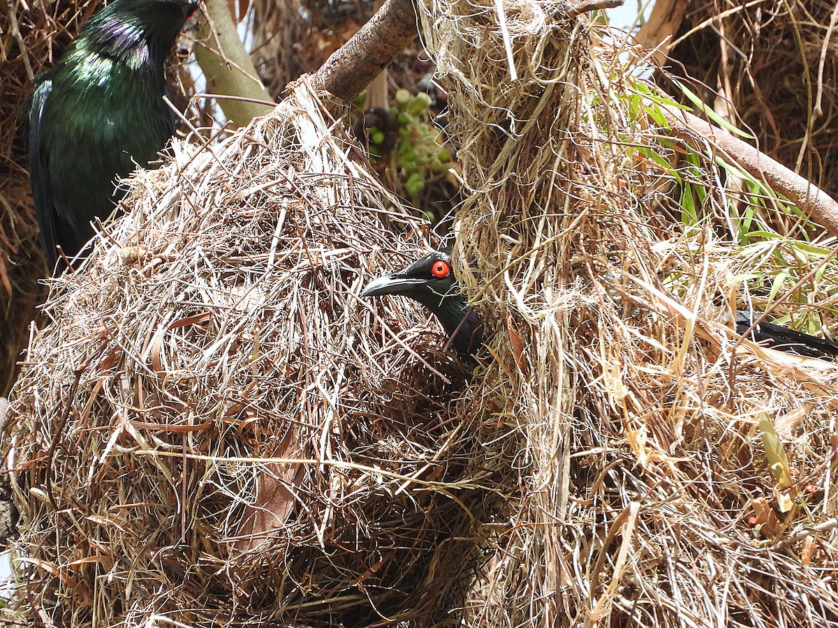 špaček lesklý - ML647105125