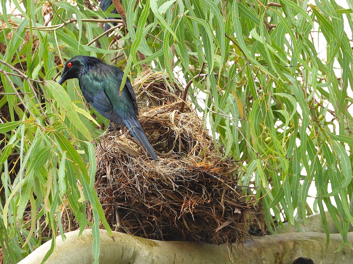 špaček lesklý - ML647105126