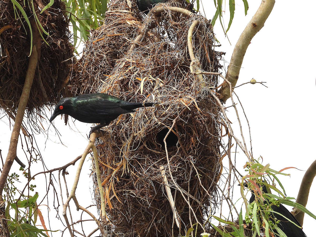 špaček lesklý - ML647105130