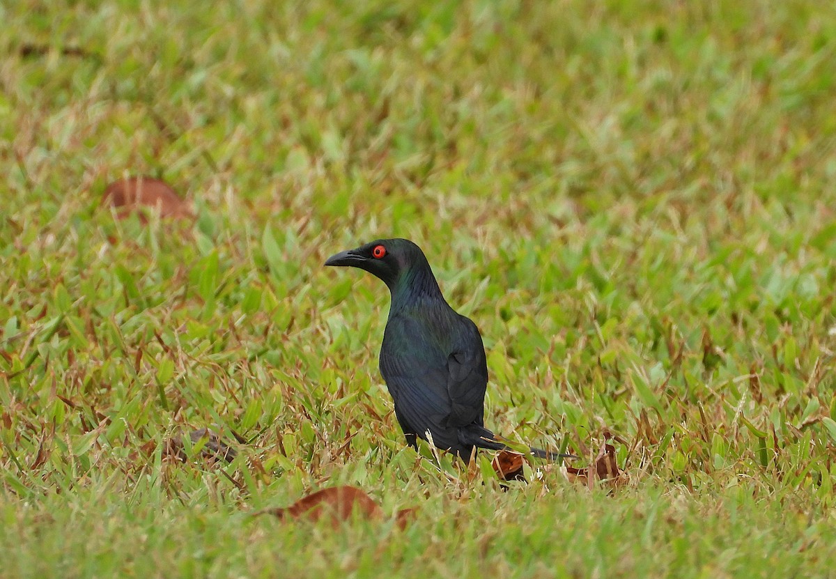 špaček lesklý - ML647105132