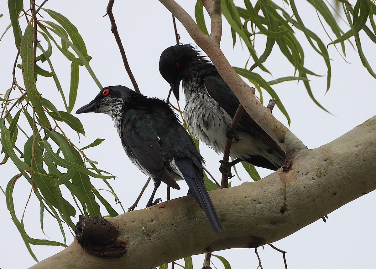 špaček lesklý - ML647105135