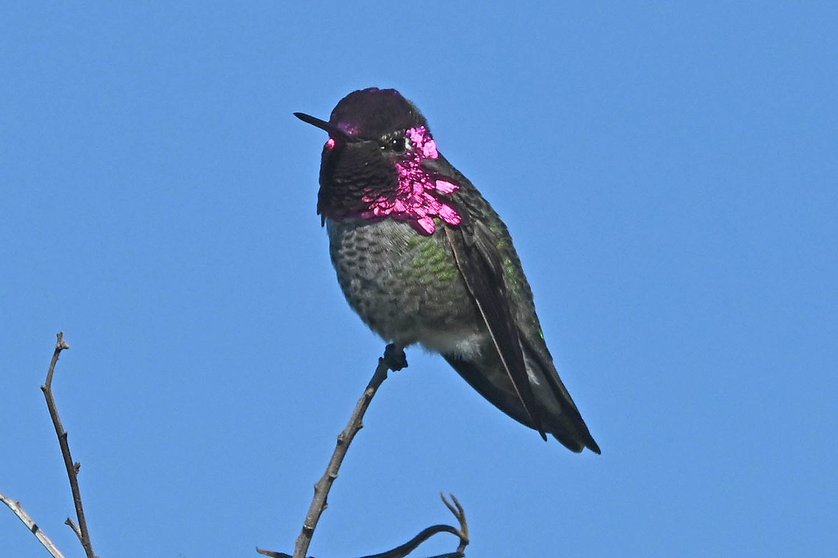 Anna's Hummingbird - ML647105136