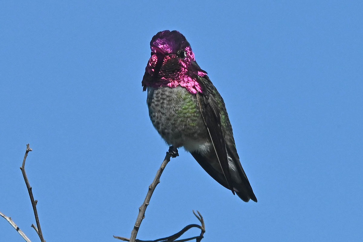 Anna's Hummingbird - ML647105137