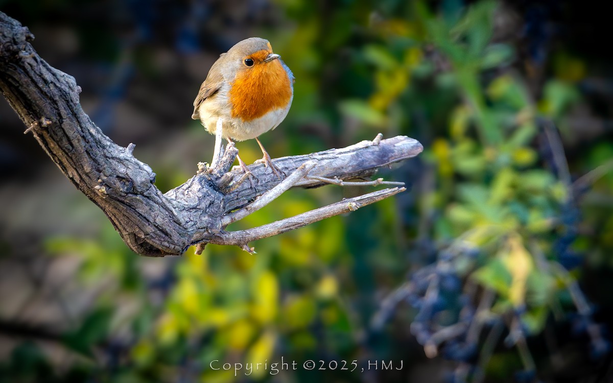 European Robin - ML647105138