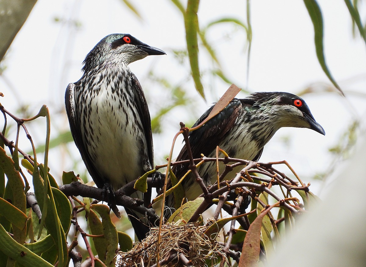 špaček lesklý - ML647105145