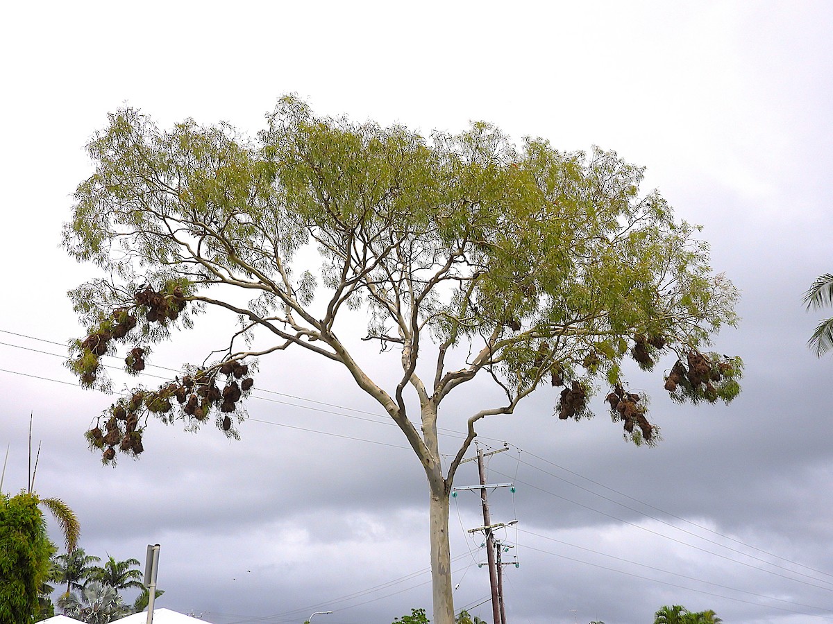 špaček lesklý - ML647105147