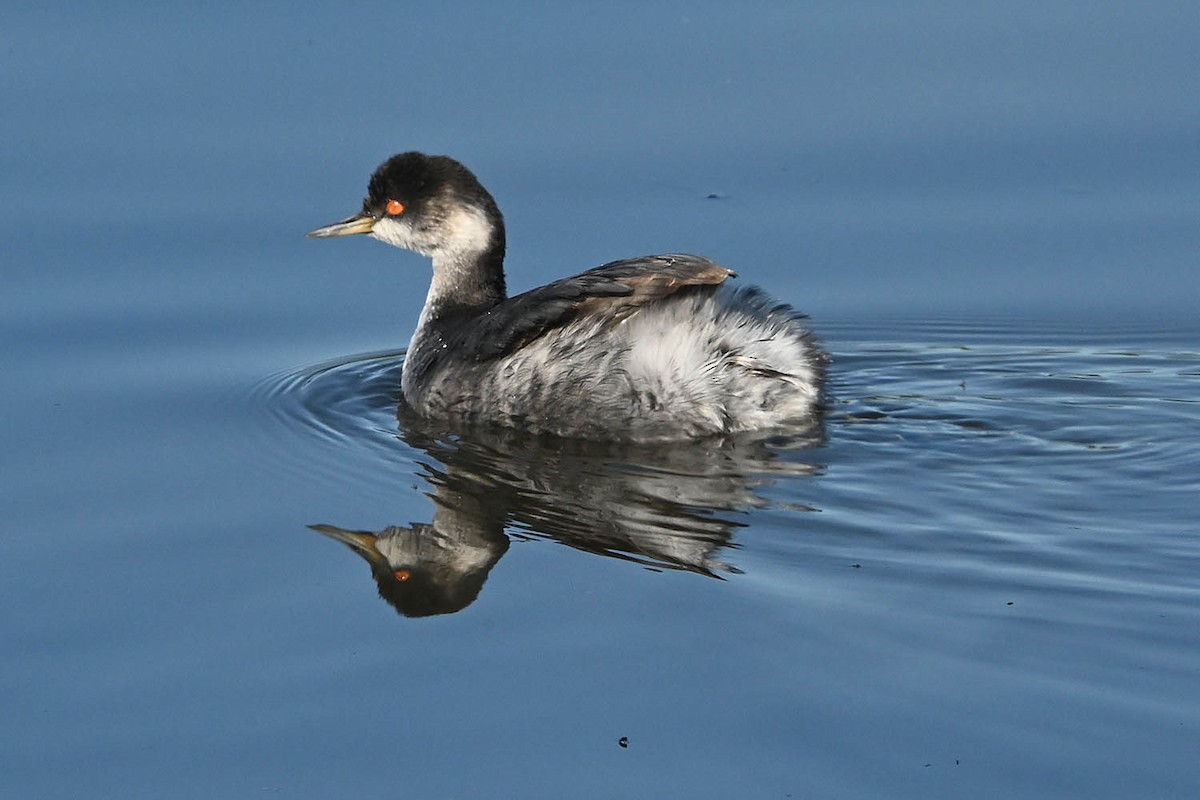 Eared Grebe - ML647105149